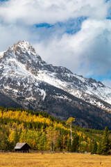 dramatic snow capped jagged peaks of Grand teton mountains surrounded by vibrant autumn foliage of aspen and birch trees in Wyoming.