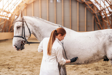 Veterinarian examining horses at the ranch.