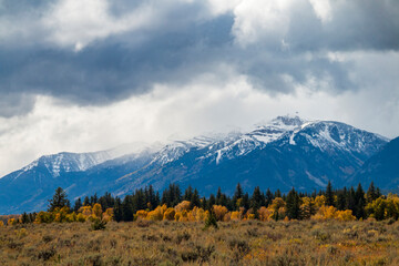 Fototapeta premium dramatic snow capped mountain peaks of the Grand teton mountain range and colorful autumn foliage in Jackson, Wyoming.
