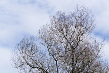 Dead tree branches and twigs against a cloudy blue sky. Close up shot