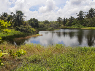 Lake in the forest