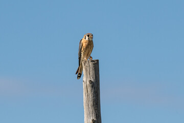 American Kestrel on a Post