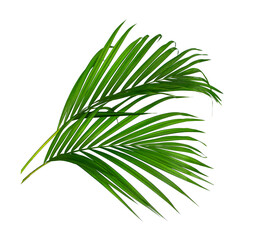 Tropical Green leaves of palm tree isolated on white blurred background with clipping path