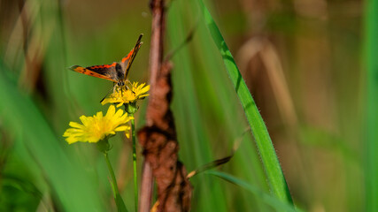 Papillon sur une fleur