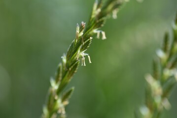 Perennial ryegrass  flowers. Poaceae prennial grass.