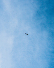 bird in blue sky