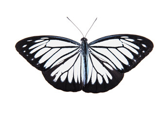 Black butterfly isolated on white background