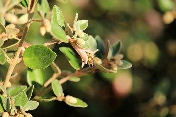 Fototapeta premium Western Honey Bee (Apis mellifera) collecting nectar and pollen from pink Correa flower, South Australia 