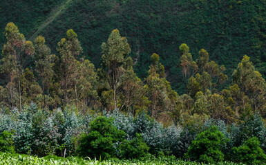 Textura de arboles y hojas de distintos colores
