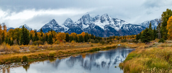 Fototapeta na wymiar dramatic autumn landscape of the snow capped Grand teton mountain range surrounded by golden colored leaves of aspen and birch trees .