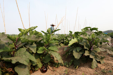 Farmers are weeding in eggplant fields and on farms