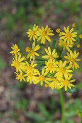 Butterweed blooms at Dam Number 4 Woods in Park Ridge, Illinois