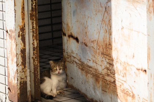 Cat Sit Behind A Door