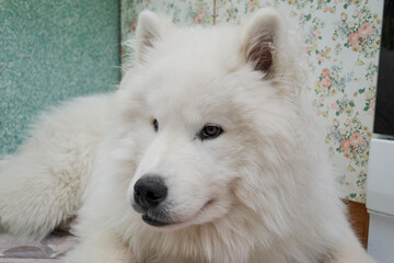 Adorable samoyed puppy lies on the floor in the room and looks away