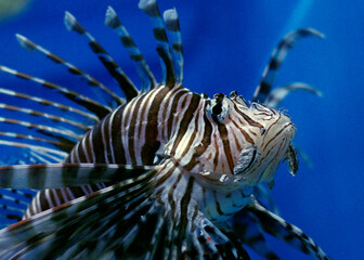 日々の忙しい生活、コロナ禍、covit-19の脅威の今、私たちは疲れ切っています。そんな時、心に安らぎを与えてくれる、優しいクラゲたち。そして海の生き物たち。水中の柔らかな揺らぎに身を預けて，ゆらりゆらり、漂っています。癒される瞬間。