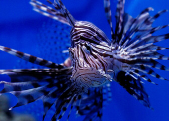 日々の忙しい生活、コロナ禍、covit-19の脅威の今、私たちは疲れ切っています。そんな時、心に安らぎを与えてくれる、優しいクラゲたち。そして海の生き物たち。水中の柔らかな揺らぎに身を預けて，ゆらりゆらり、漂っています。癒される瞬間。