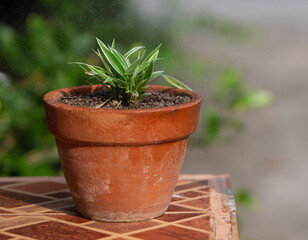 watering the Spider Plant in garden