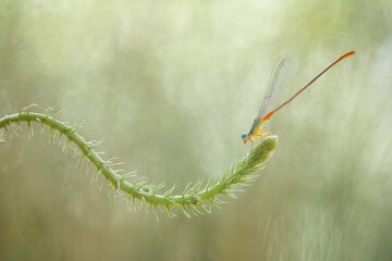 Damselflies on Unique Leaves