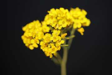 Yellow flower blossom close up botanical black background Aurinia saxatilis family brassicaceae modern high quality big size print