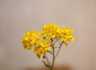 Yellow flower blossom close up botanical background Aurinia saxatilis family brassicaceae modern high quality big size print
