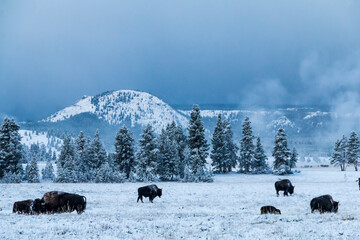 herd of bisons covered in snow  during a snowy early autumn morning. - obrazy, fototapety, plakaty