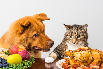 Cat not sharing food with dog - 434464405