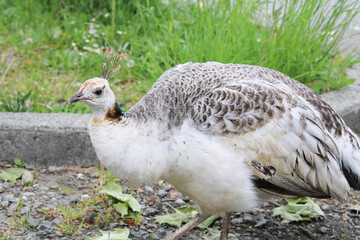 white peacock in the grass