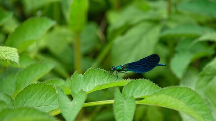Demoiselle sur une feuille verte