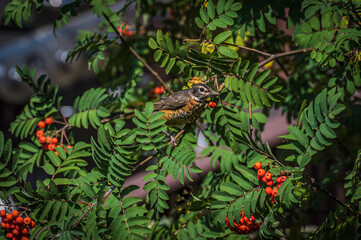 Red berries of mountain-ashe tree