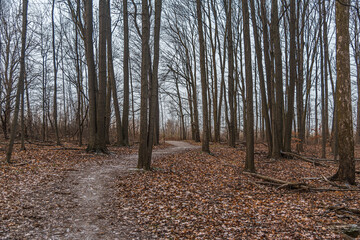Obraz premium Forest in winter time