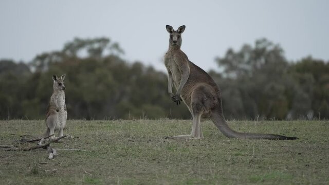 Kangaroo Family