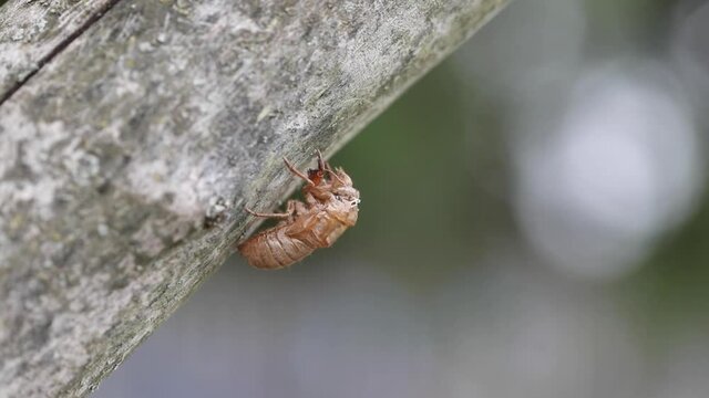 The exoskeleton of a cicada hangs on a tree