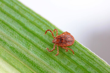 Hard tick on green leaves, North China