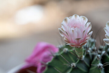 Cactus flowers in a beautiful nursery are in full bloom. Cactus with flower, in a brown pot on nature background.
