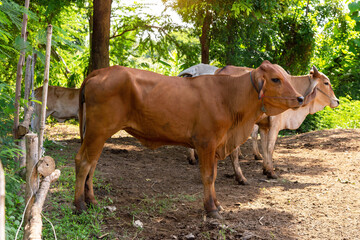 Cows, a herd of cattle resting, standing on the ground with farm agriculture. Asian traditional, nature background.