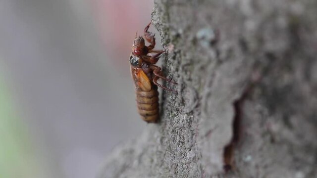 Periodical Brood X cicadas emerge after 17 years underground