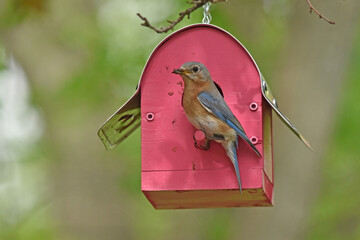Female eastern bluebird on a birdhouse nest 