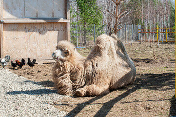 the camel shows its tongue, a chicken walks next to it