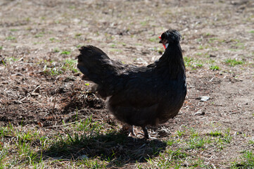 black chicken turned its head to the side
