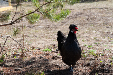 black chicken looking away