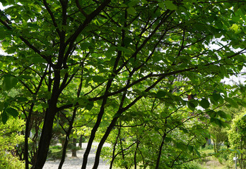 trees in the forest