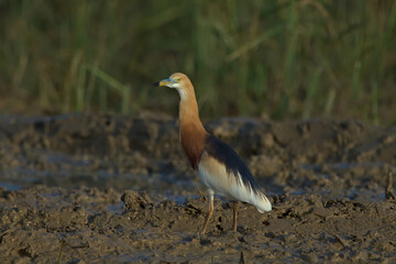 Javan pond heron in breeding plummage