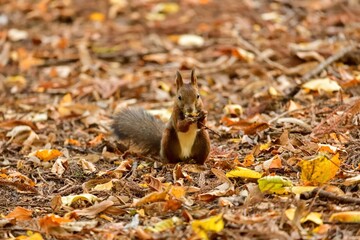 地面に落ちた実を探して食べるエゾリス＠北海道