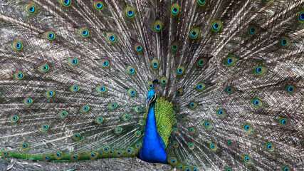 Naklejka premium Pavorreal