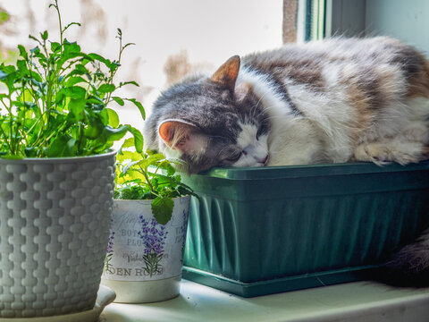 Fluffy cat sleeps in a flower pot, arugula and lemon balm greens