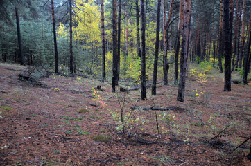 Fototapeta premium Pine forest in Kiev Region. Nature of Eastern Europe at autumn