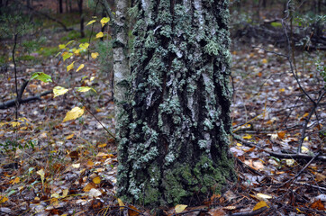 Pine forest in Kiev Region. Nature of Eastern Europe at autumn