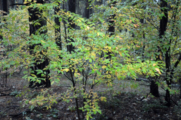Fototapeta premium Pine forest in Kiev Region. Nature of Eastern Europe at autumn