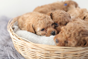 puppy