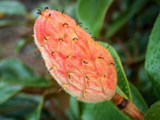 Obraz premium Close-up view of magnolia cone